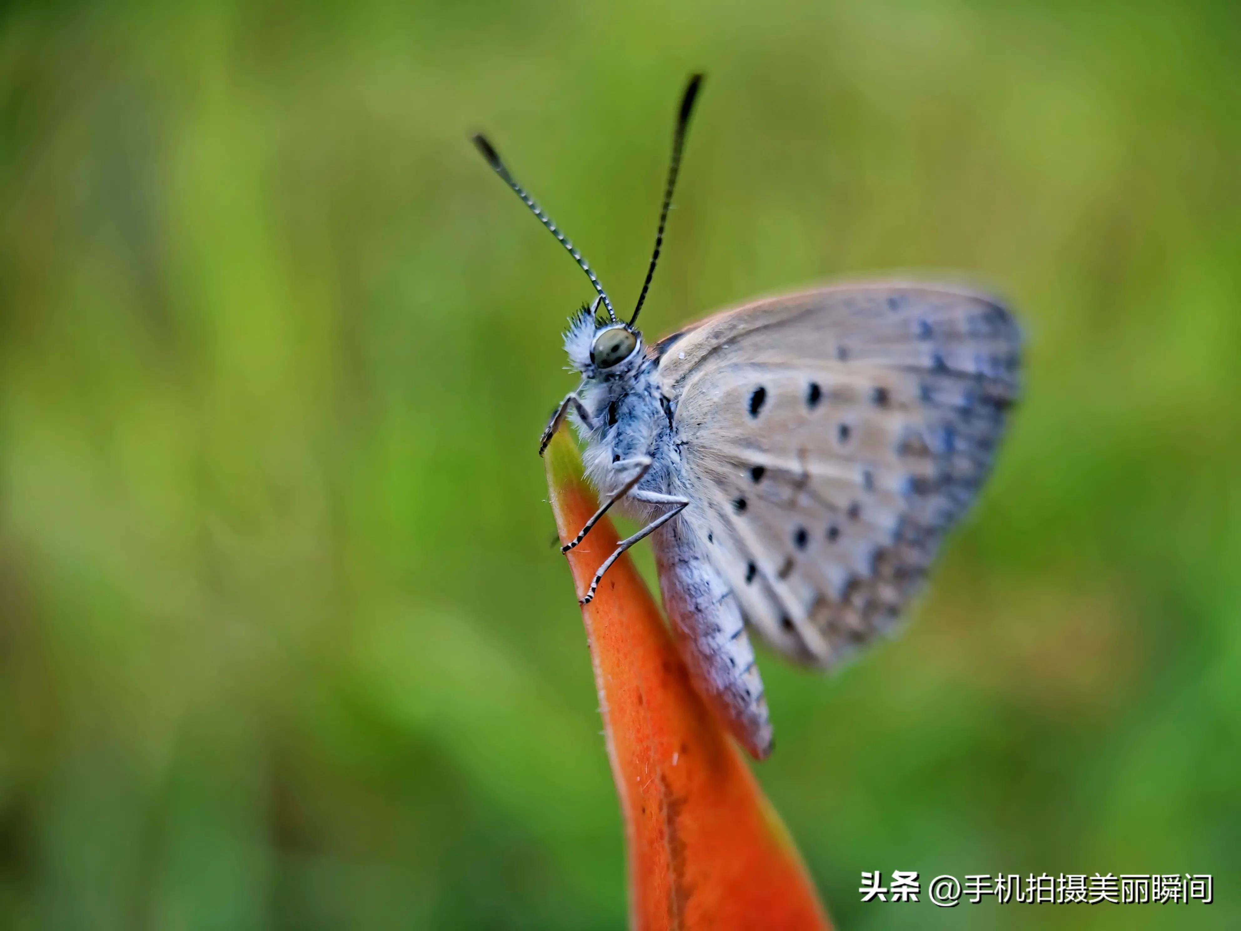 手机拍蝴蝶教程,手机拍摄蝴蝶技巧