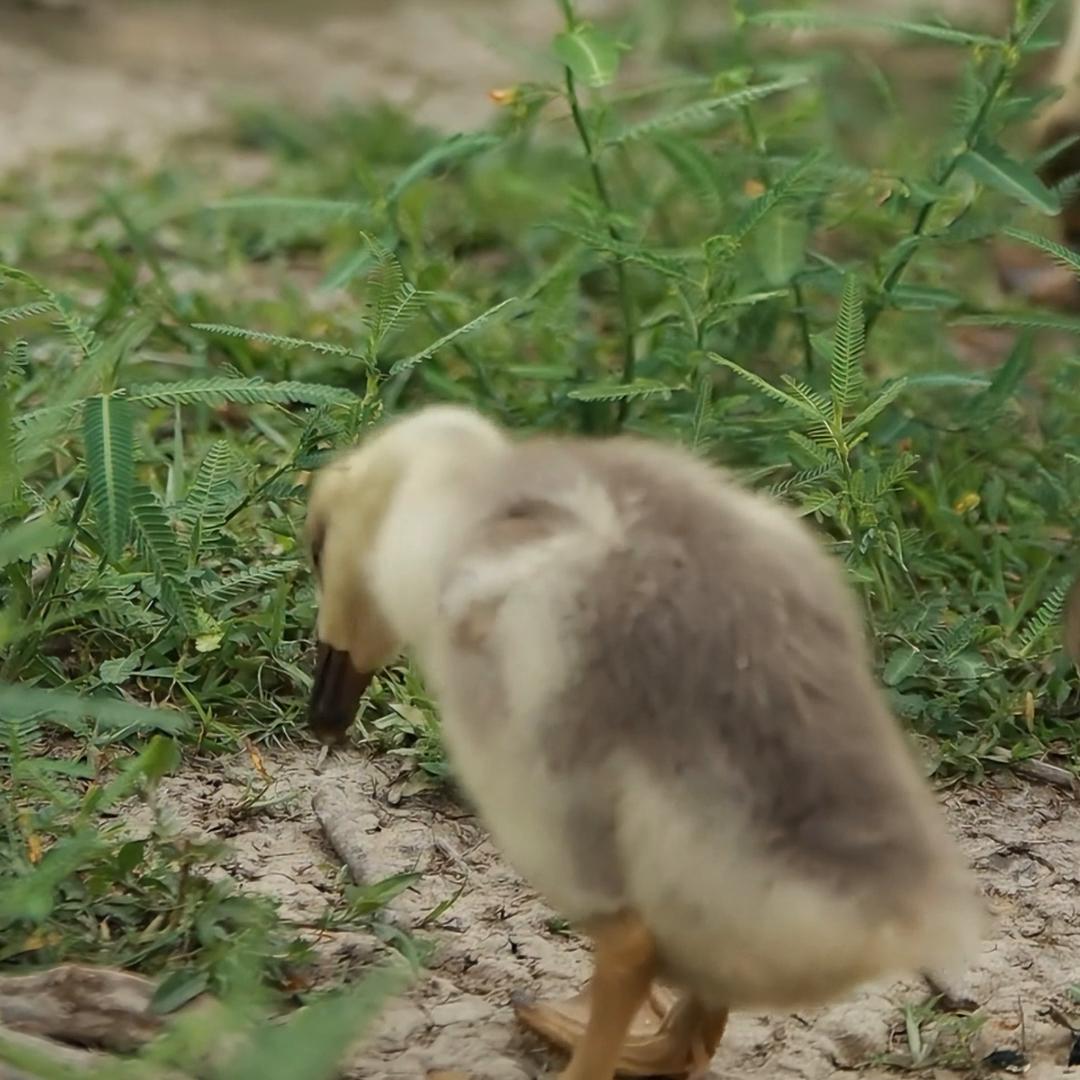 做真实的自己，做真实的产品。#乡村味道