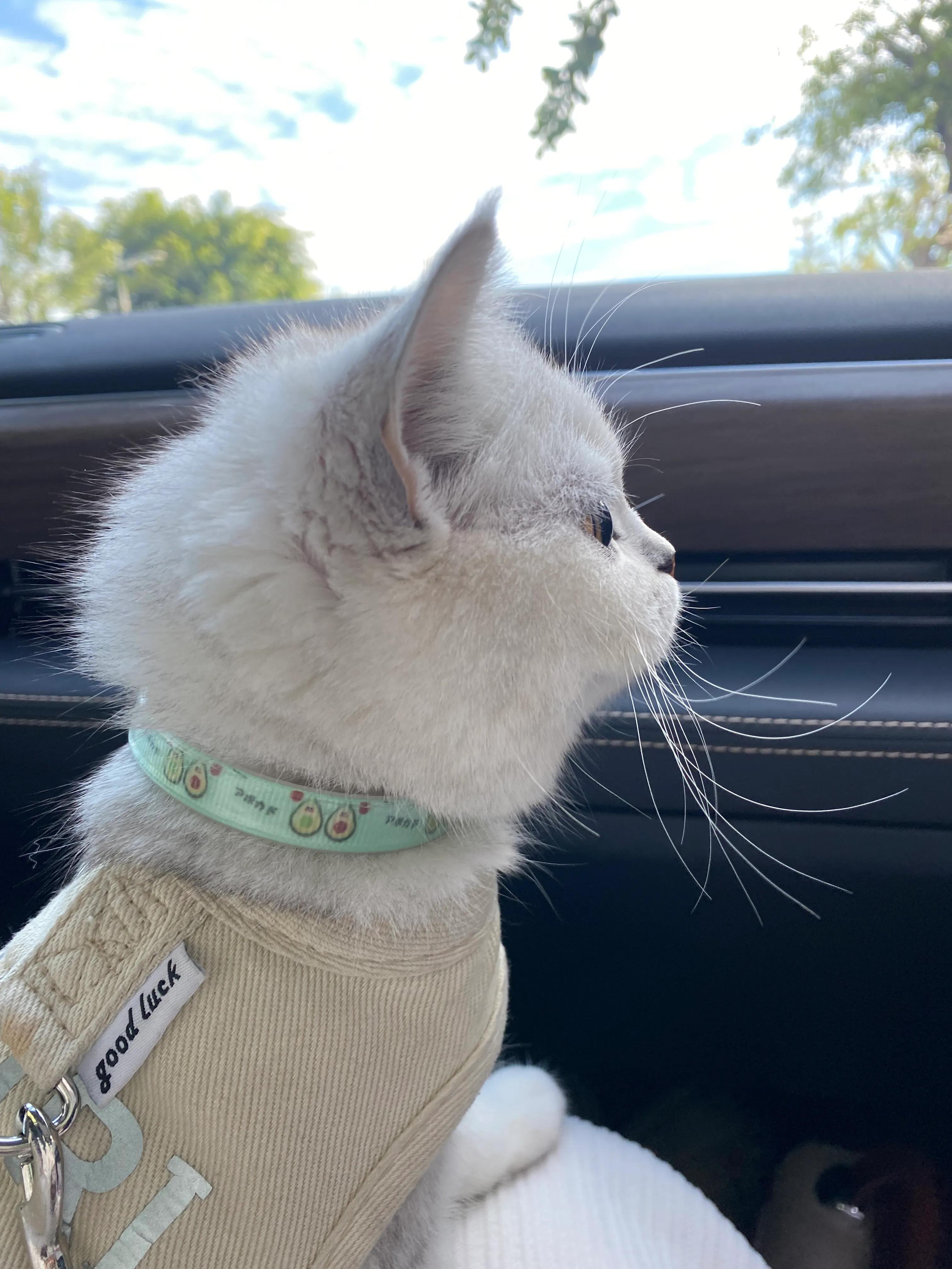 养宠物的利与弊观点,养宠物是弊大于利