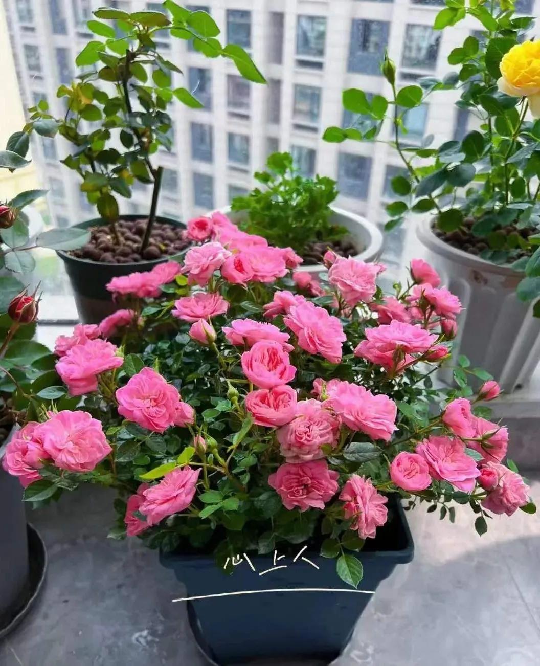 恋人印记,恋人烙印