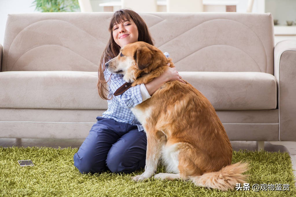狗狗尾巴突然连主人都不让摸了,猫咪不让摸强行去摸会应激吗