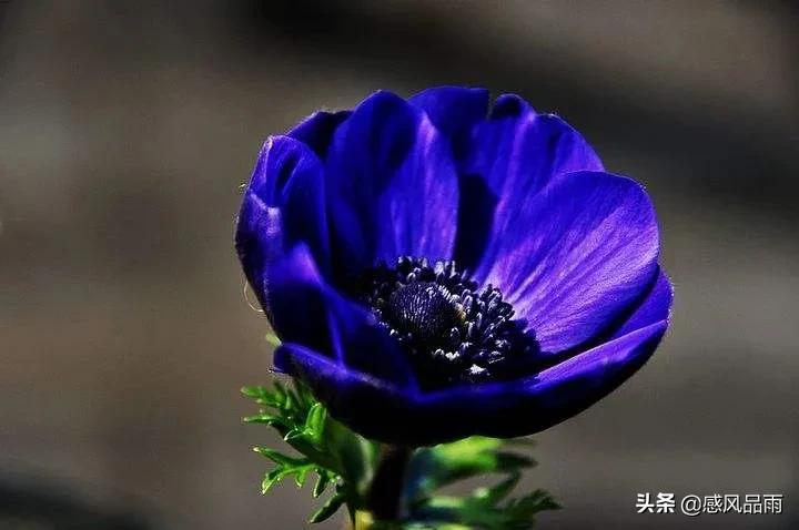 九十九朵美丽的国花送给你