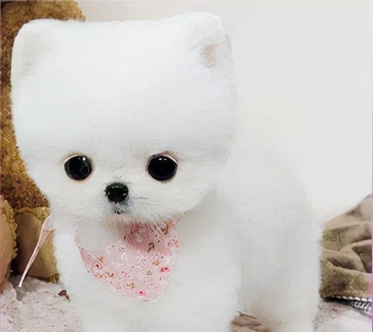 博美骨折,怎样避免博美骨折