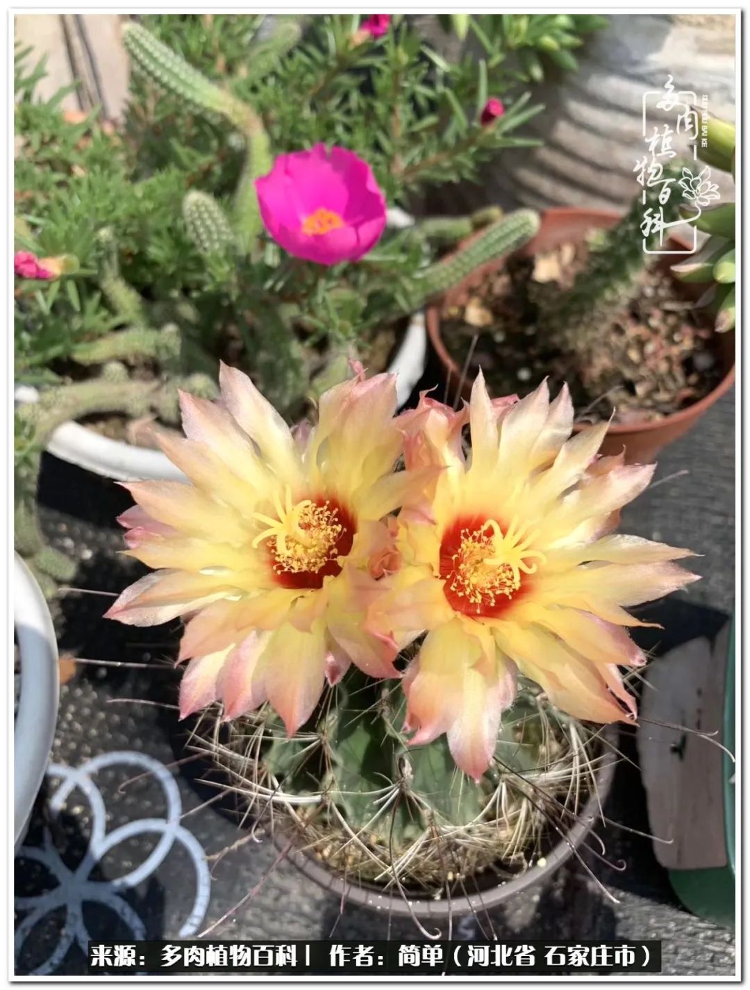 自从养了多肉以后视频,养多肉治愈生活中的疲惫和琐碎