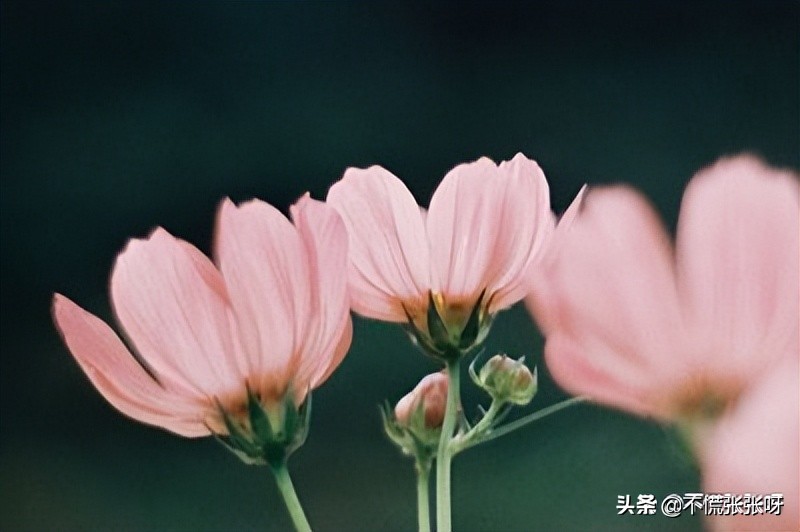 当一个男人放不下一个女人怎么办,为什么一个男人会放不下前任