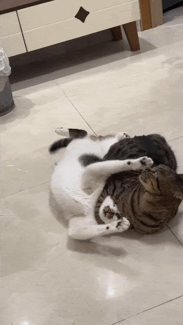 两个猫掐架怎么办,和铲屎官打架的猫咪