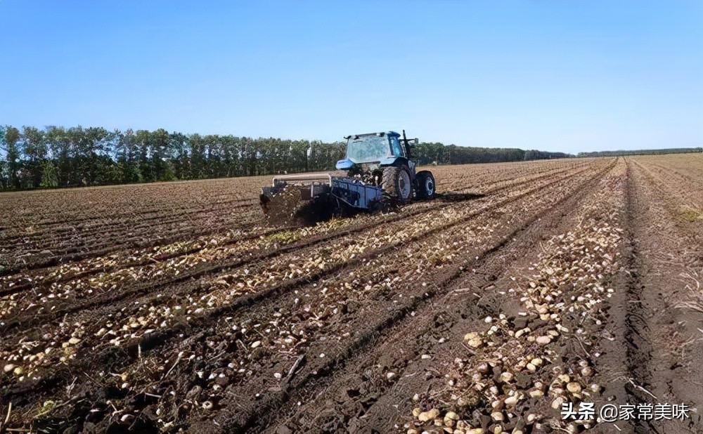 全国哪些地方的土豆最好吃,全国哪的土豆最好