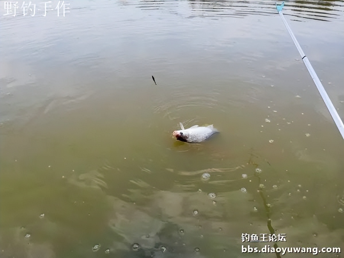 爽钓板鲫，今晚吃鱼