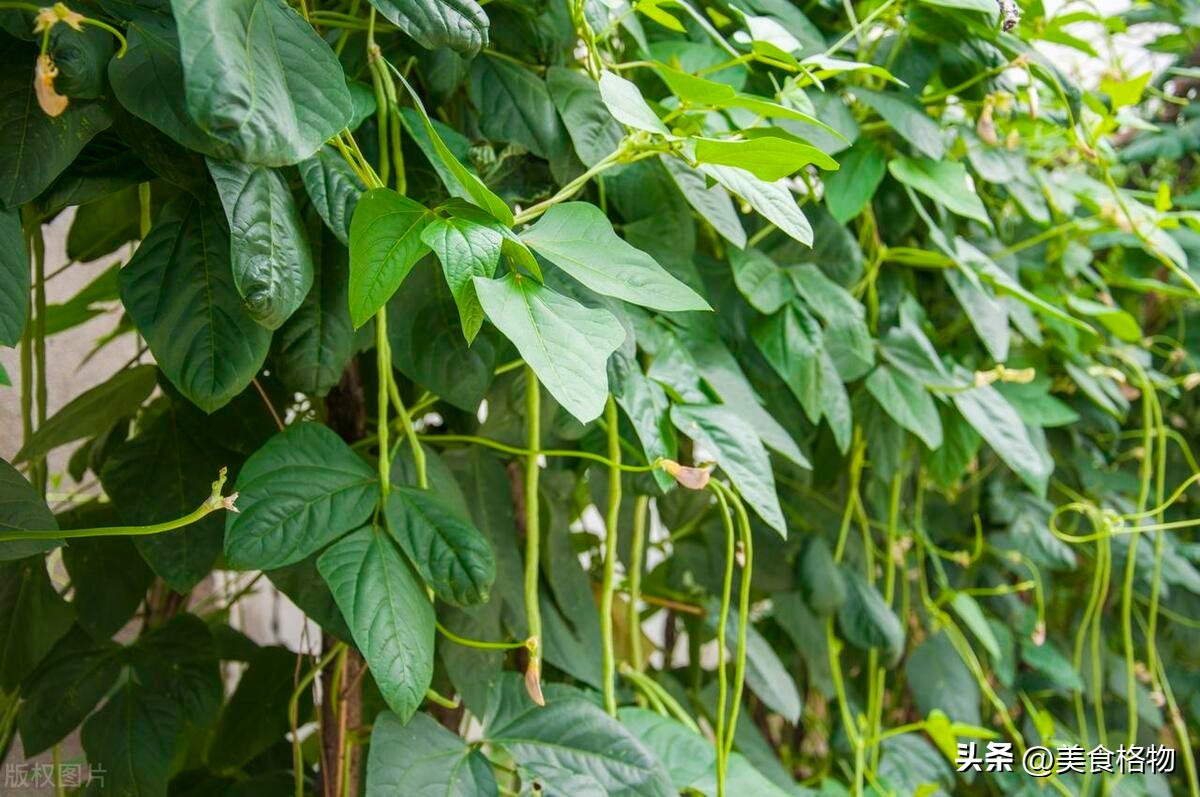 保存豆角不用放冰箱教你正确方法,怎么保存豆角最有效