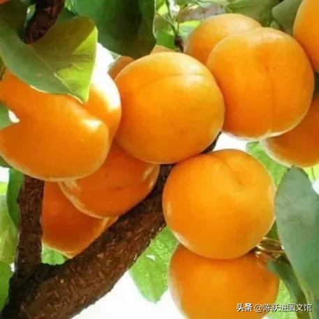 买果树怎么选择好的苗木,苗木的繁殖方法有哪些