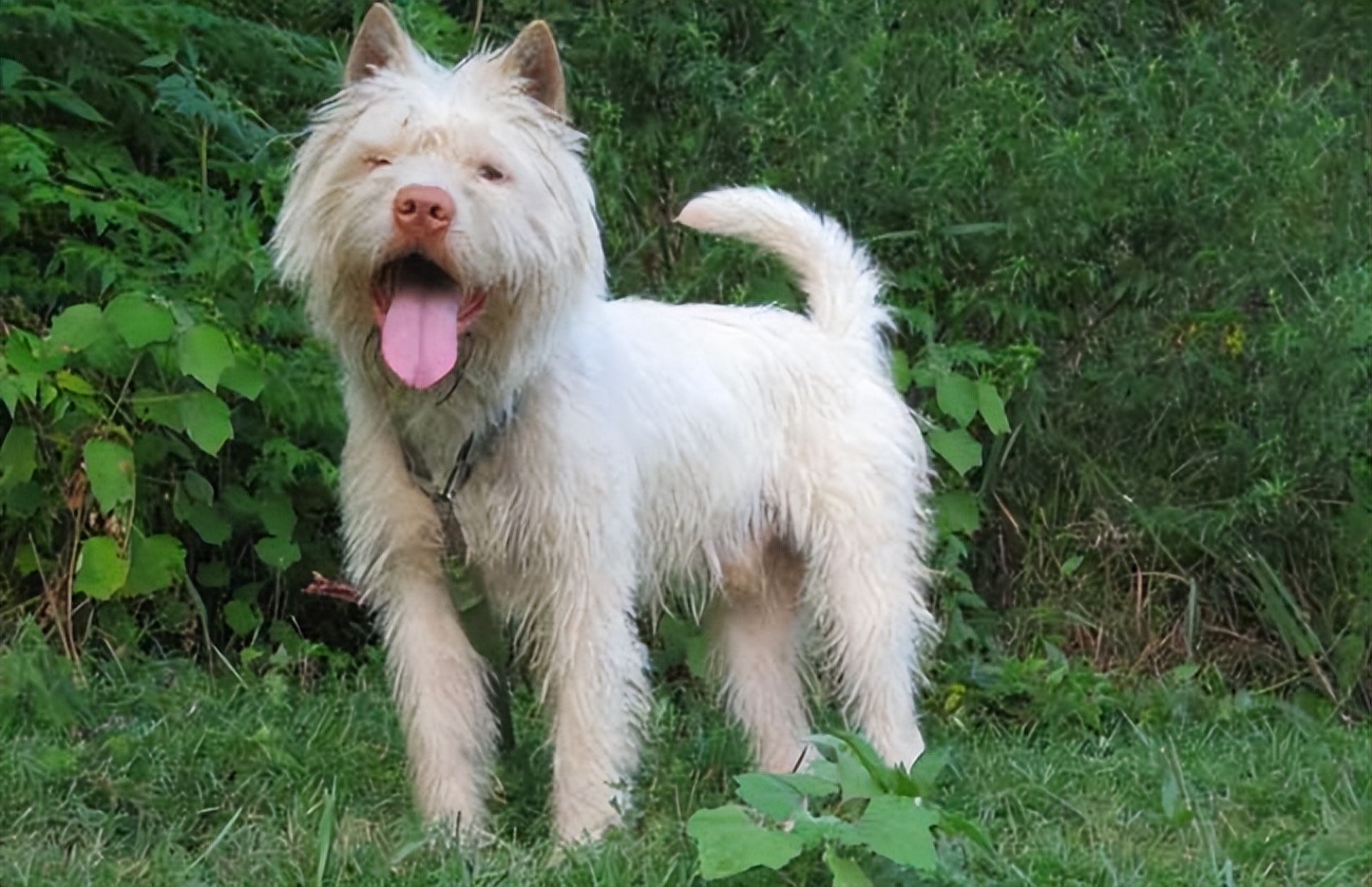 世界名狗大赛下司犬,下司犬为什么排名第一