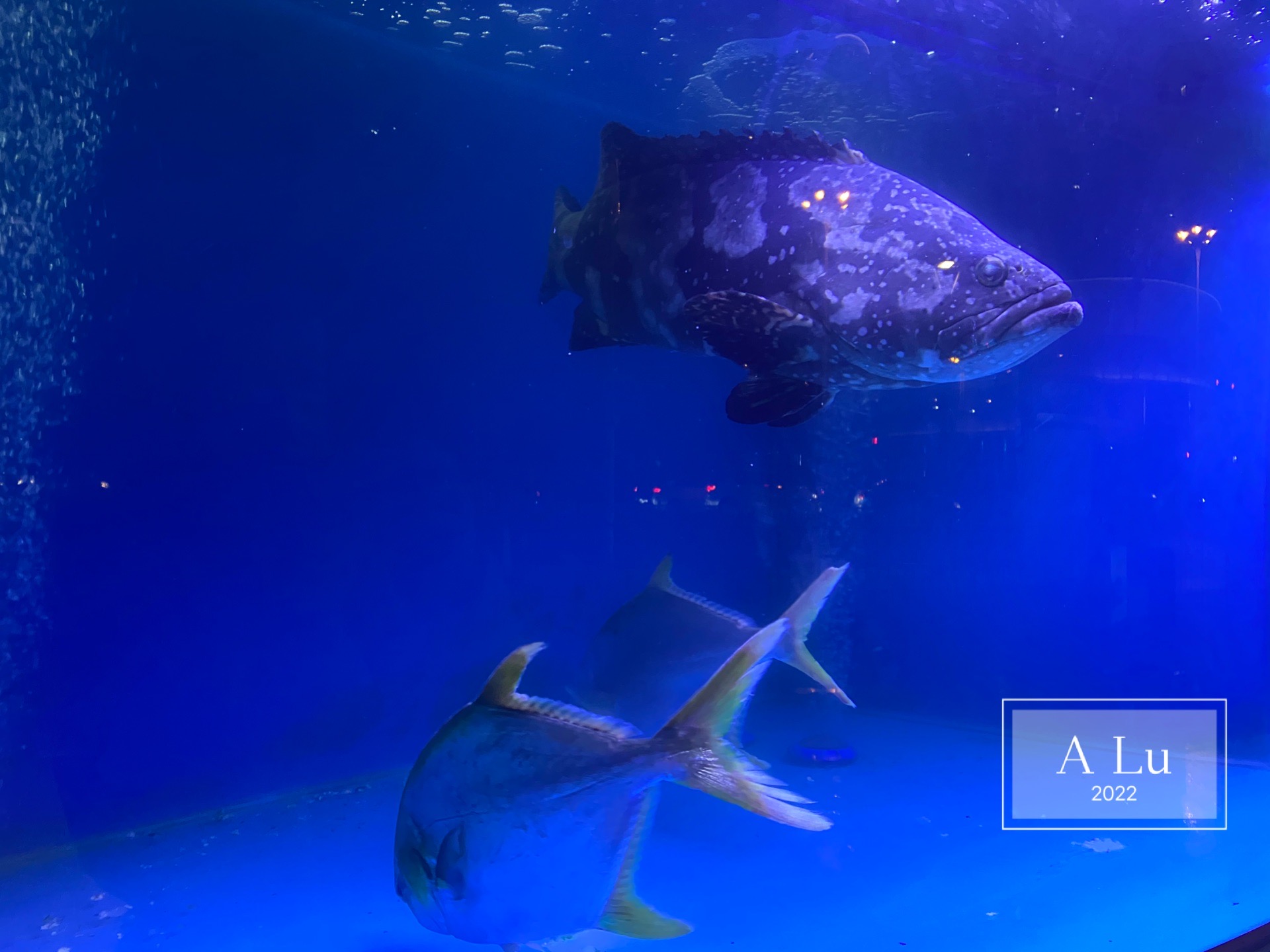 潮阿瞒上新美颜花胶鸡锅，平价过瘾又好味