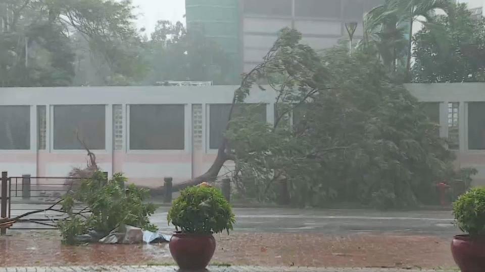 香港海域突现百万鲳鱼，背后原因令人唏嘘