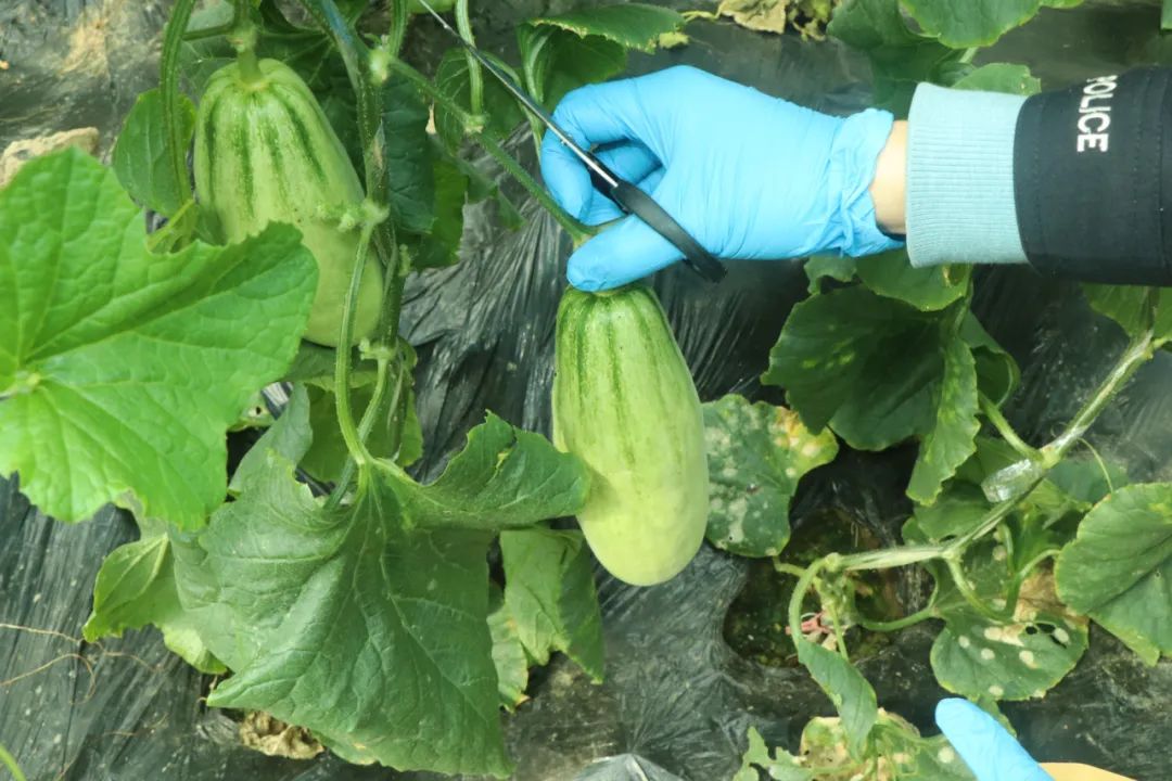 一线警事斩黑手,一线警讯盗窃案