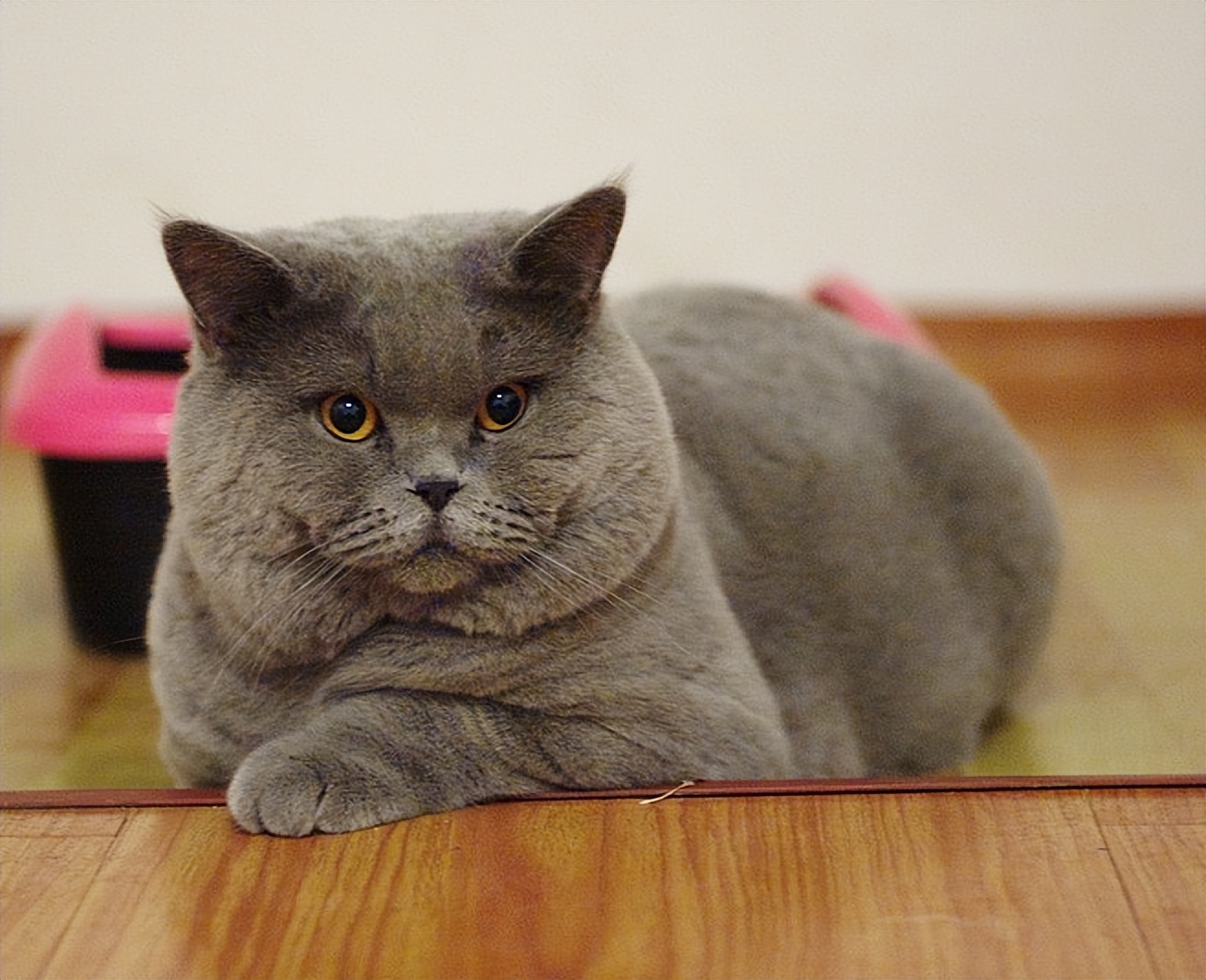 很可怕的5种猫不建议饲养,哪些猫比较适合新手饲养