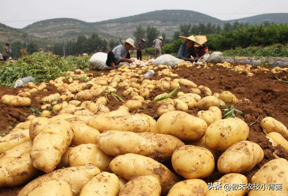 南方土豆种植技术怎么才能高产,想让土豆酥脆可口放什么