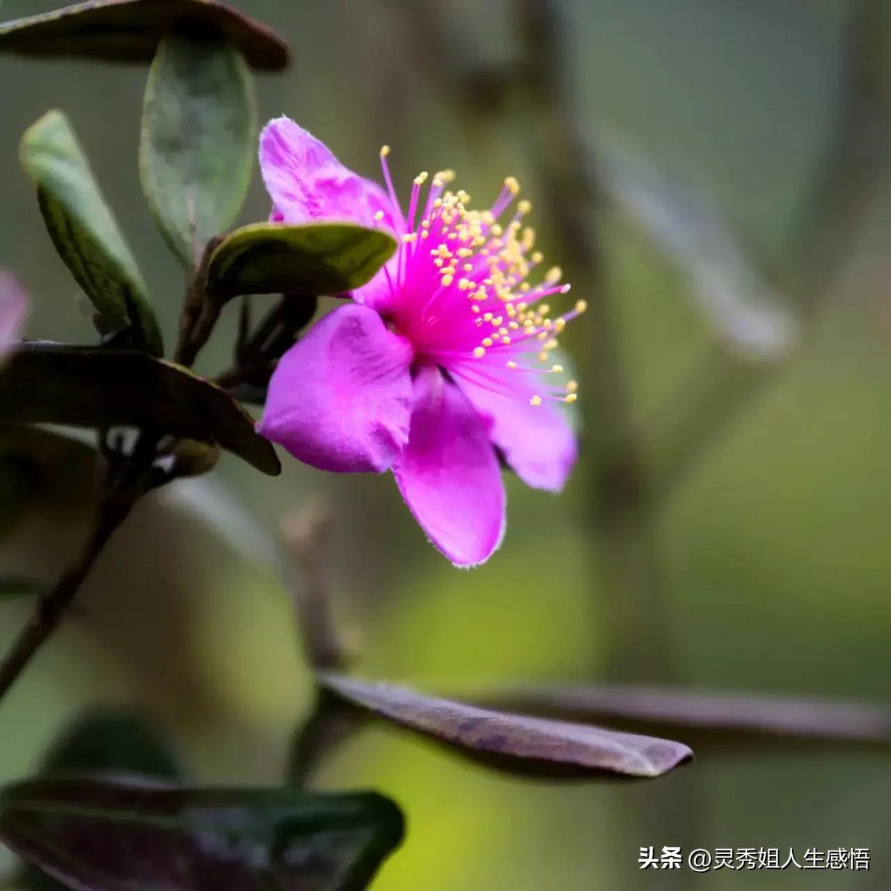 学唱粤语老歌,学粤语的方法广东话