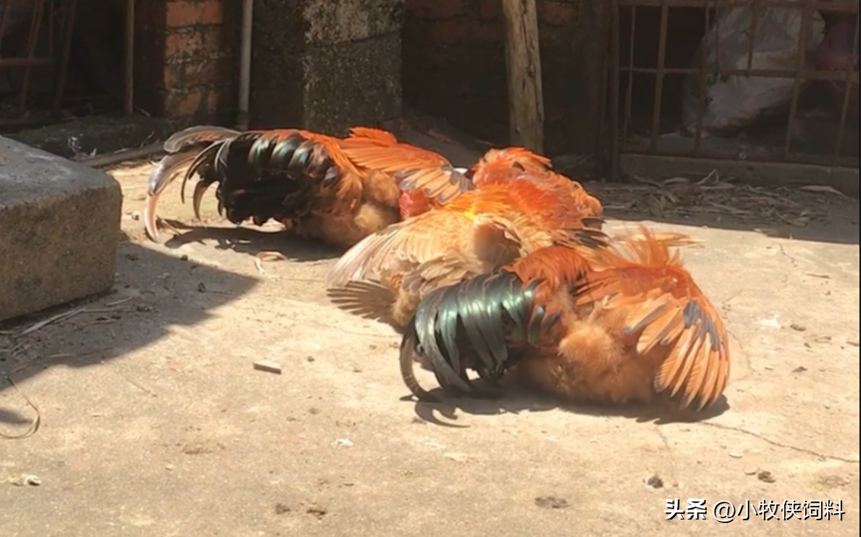 鸡中暑的症状和图片,鸡中暑最好治疗方法