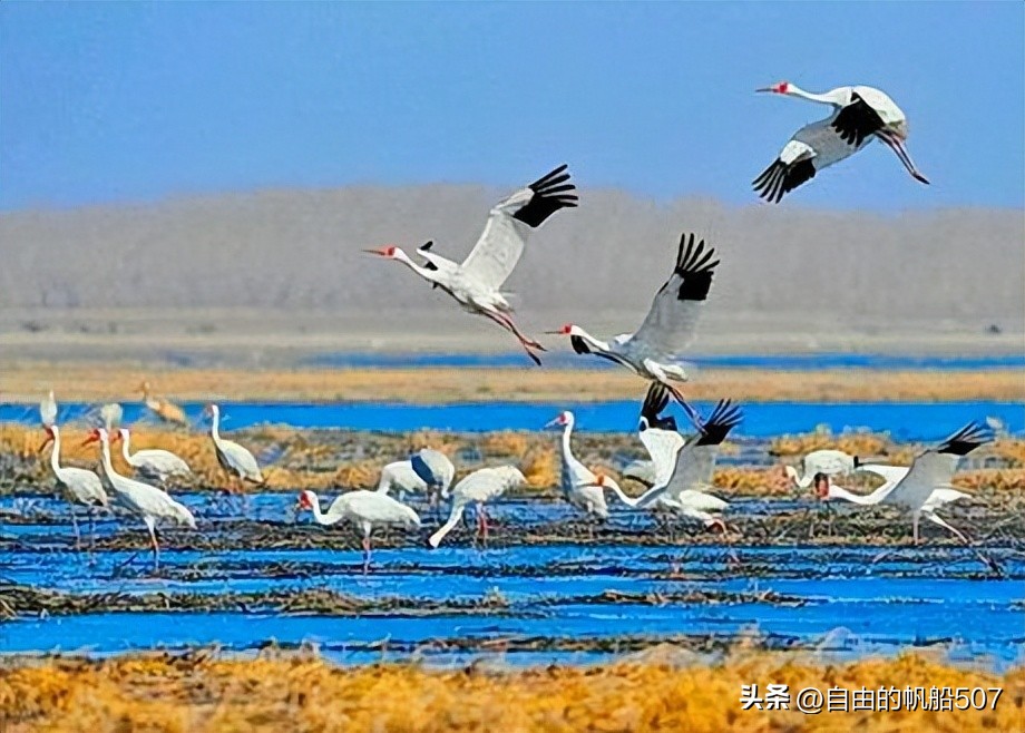 吉林省白城市镇赉县天气预报15天,吉林省白城市镇赉县莫莫格乡