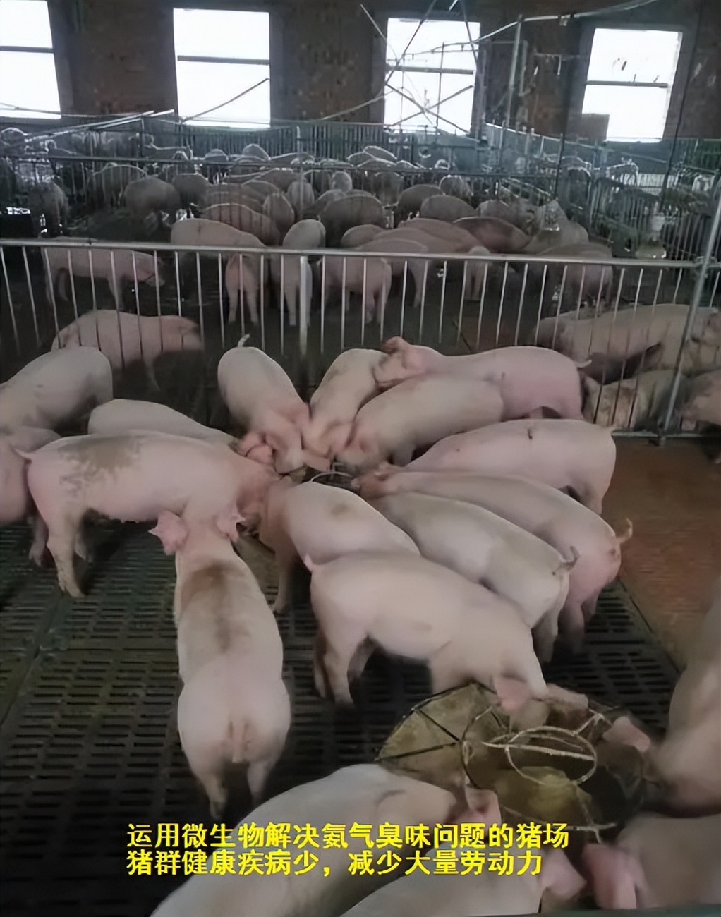 水泡粪养猪场建设方法,规模化养猪场怎么解决臭味