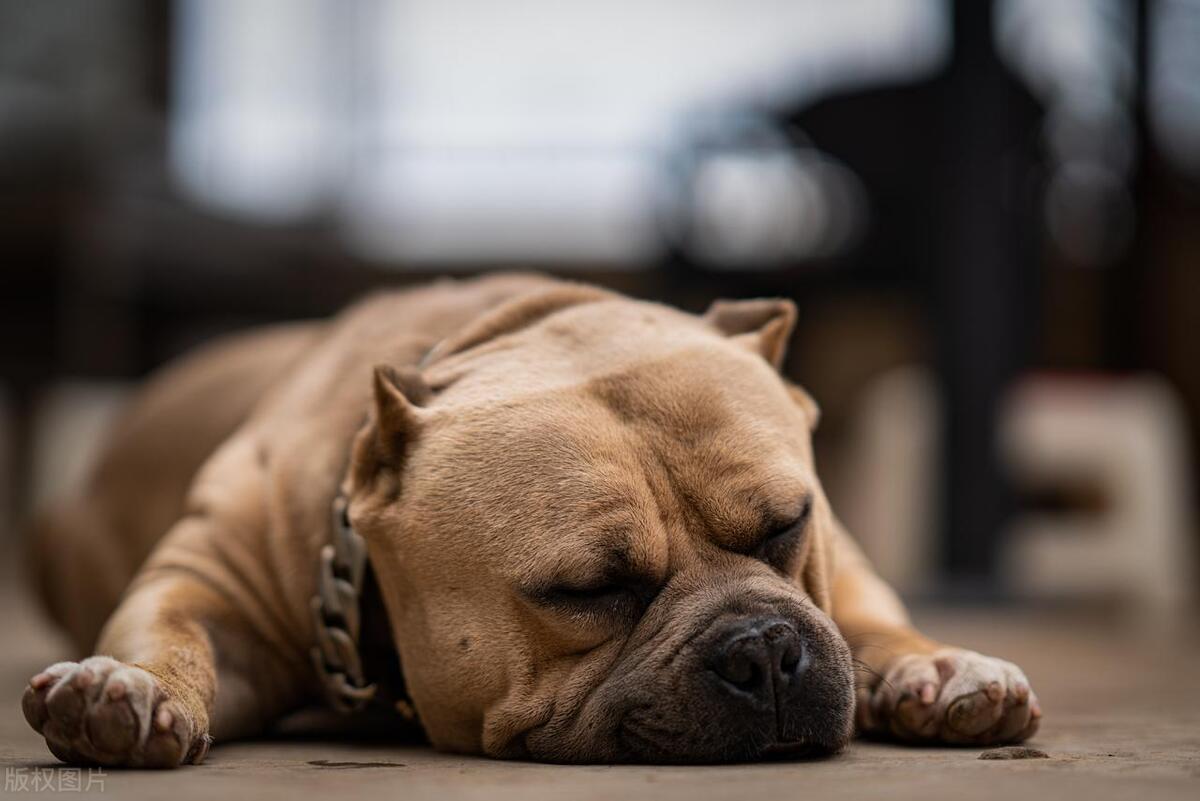夏天养狗味道大怎么办,夏天养狗要注意的事项