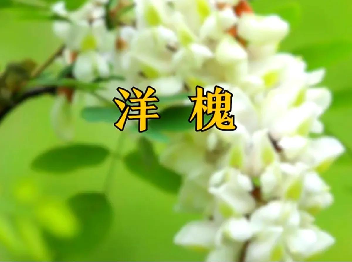 好吃又美味的槐花,槐花能当美食品尝