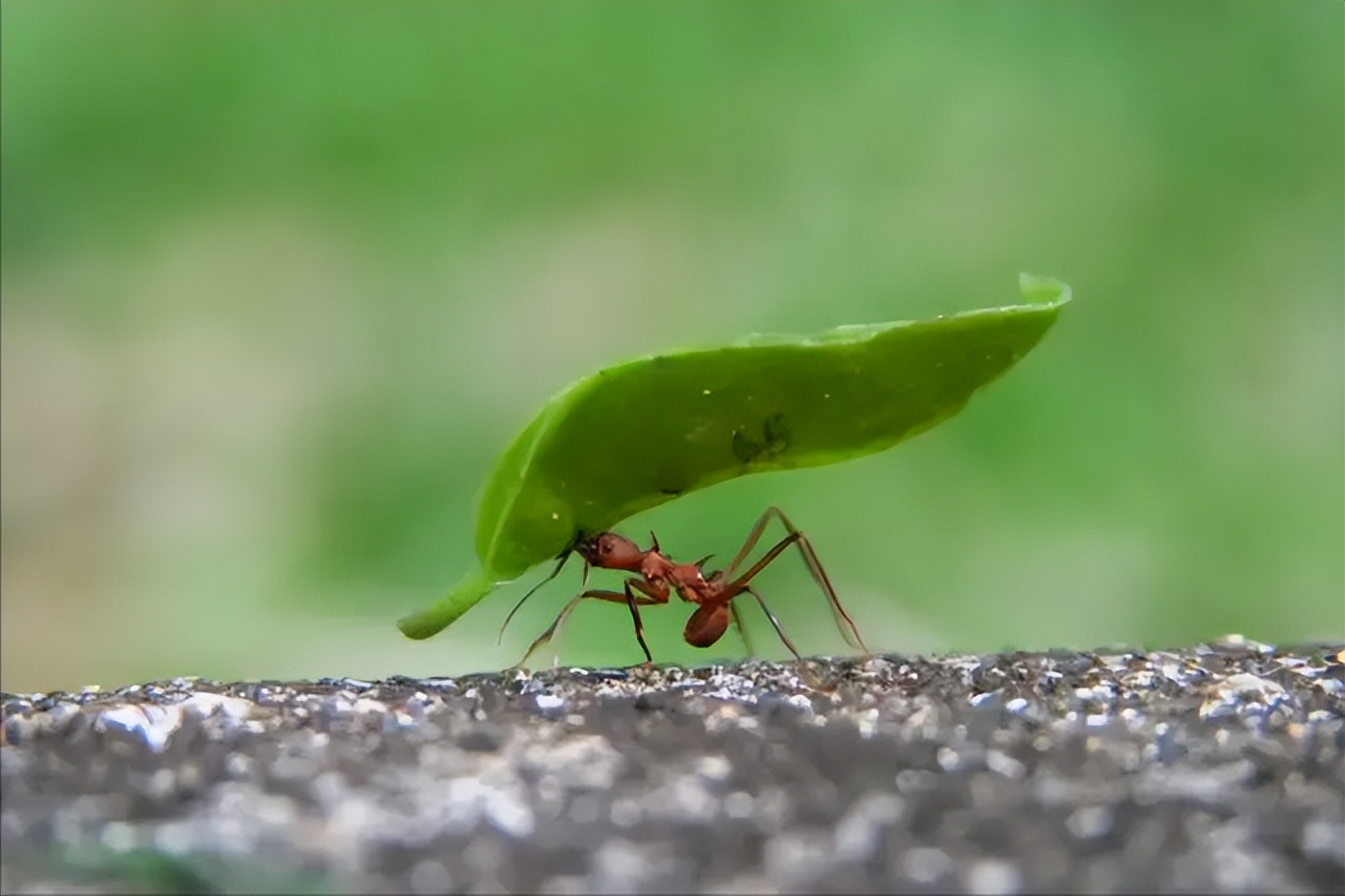 靠“种植”供养百万蚁族，天生长有金属牙齿，切叶蚁有多神奇？