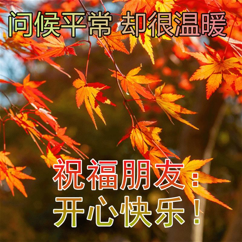 早上好温馨祝福语录动图表情,周日早上好祝福语动态表情图片
