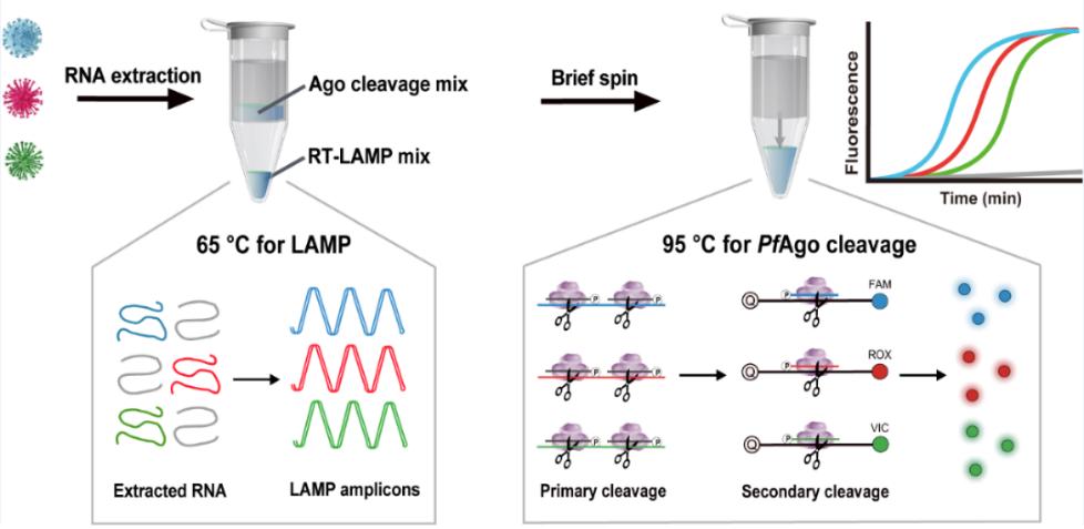 具有自主知识产权的新型基因编辑病毒核酸快速诊断技术平台
