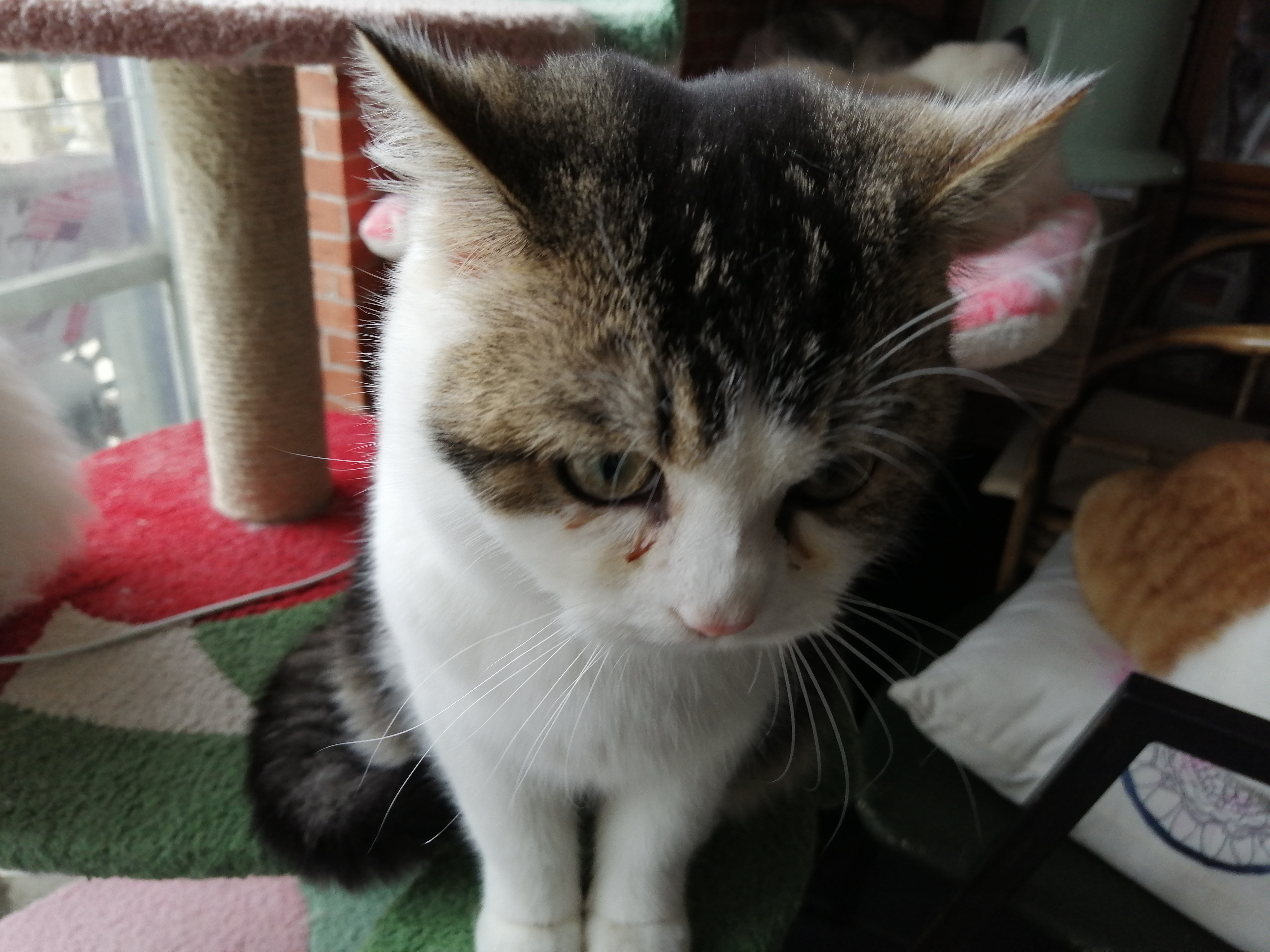 猫咪吃了老鼠以后总是睡觉,猫咪在家里总是换地方睡觉