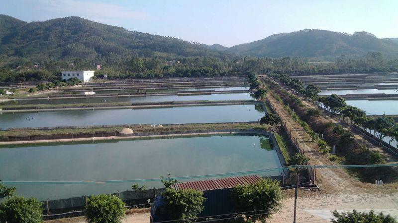 养殖哪个鳖种有前景,中华鳖养殖现状及未来发展