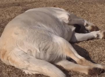 又馋又懒的狗,又馋又挑食的狗