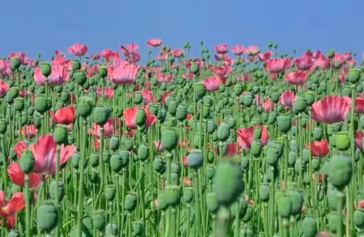 非虚构长篇小说,非虚构故事