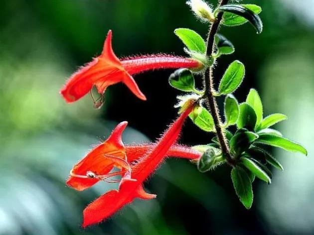 罕见漂亮的鲜花,全球最漂亮的鲜花