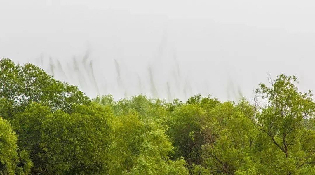 四川泸州摇蚊聚集，犹如微型“龙卷风”，摇蚊爆发真的是好事吗？