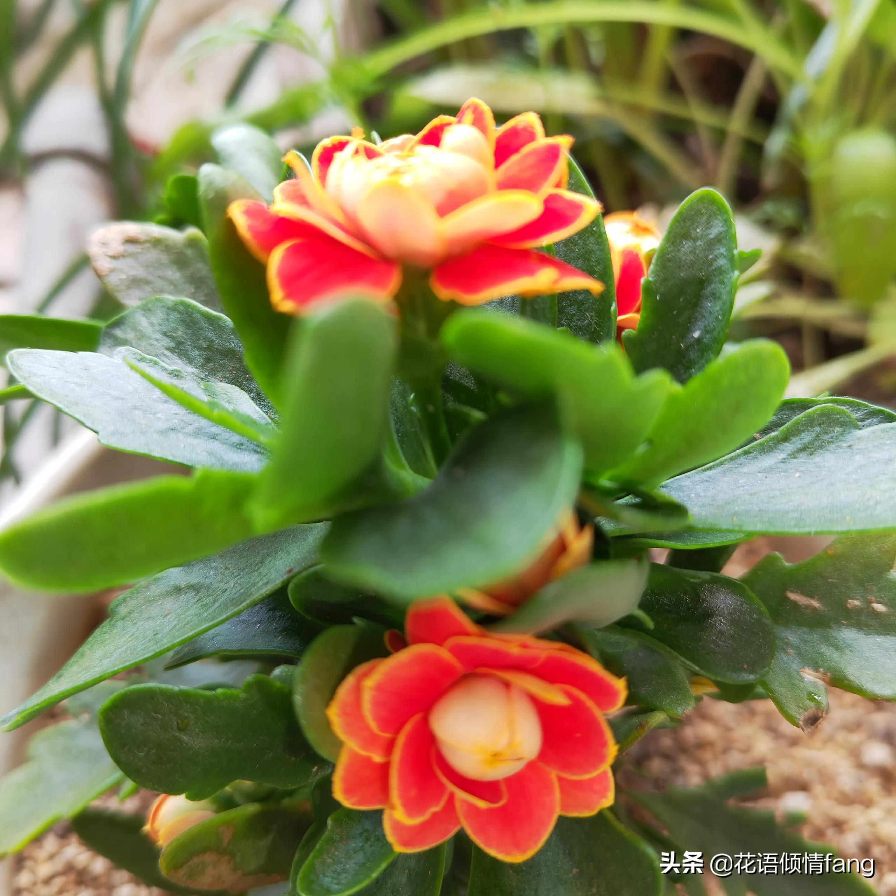 养花怎么防老鼠,防鼠植物盆栽