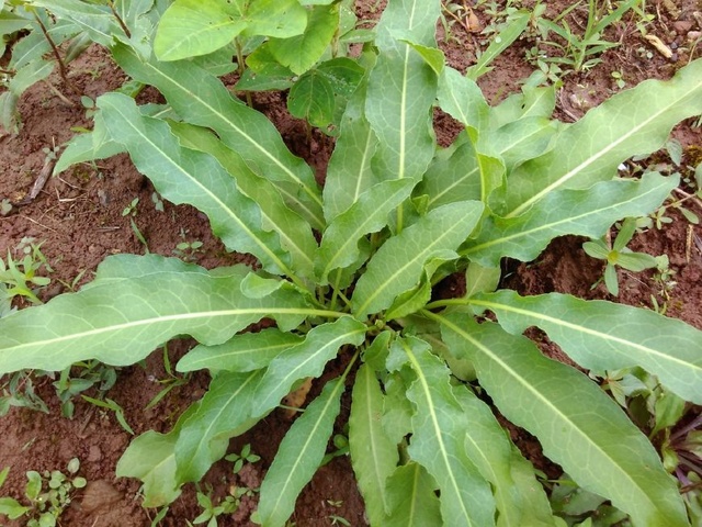 深山土大黄,人们所说的土大黄