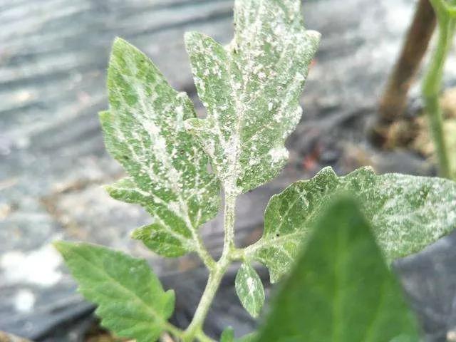 治疗白粉虫的办法,防治白垩病方法