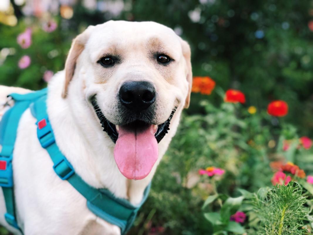 这些狗早就禁养了，你们却一无所知，个个都是“大冤种”