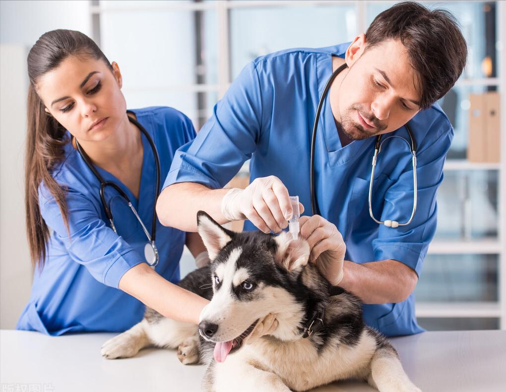 狗狗有泪痕应该怎么去除,狗狗有泪痕应该怎么处理