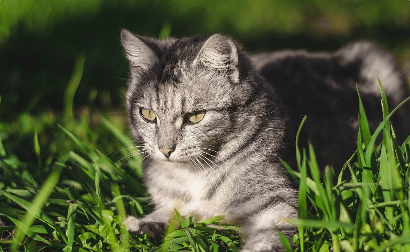 富力鲜混合猫罐头价格,富力鲜猫罐头是哪里产