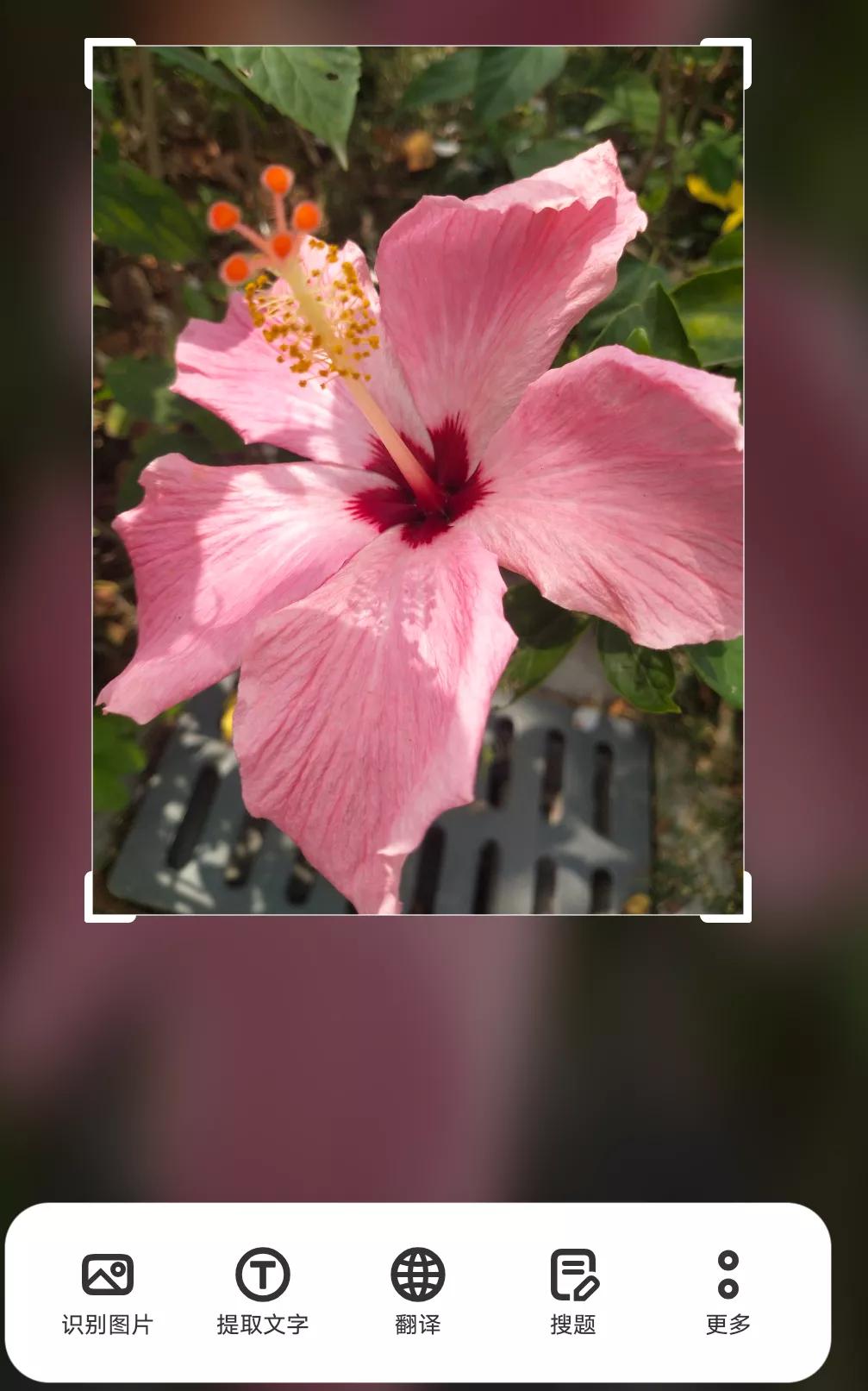 华为手机怎么识图认物,手机怎么识图