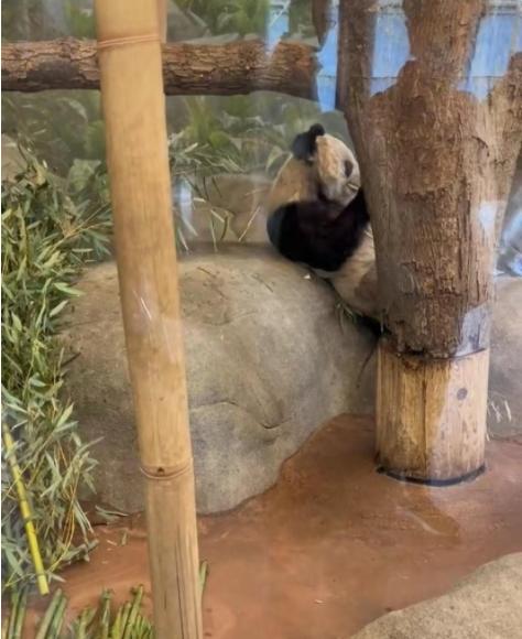 不讲武德!美国动物园为YY欢送,准备的蛋糕竟是大冰块,寒心!