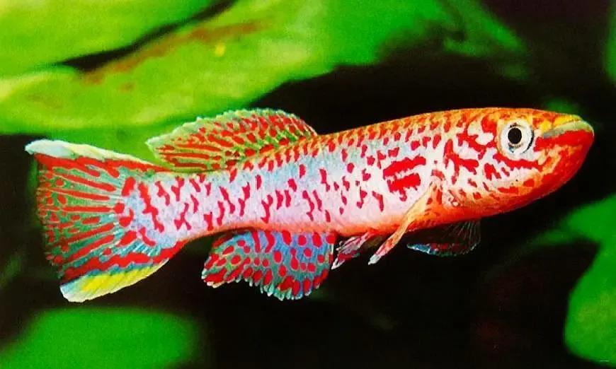 各种漂亮鱼的名称及图片,漂亮可爱的海水观赏鱼