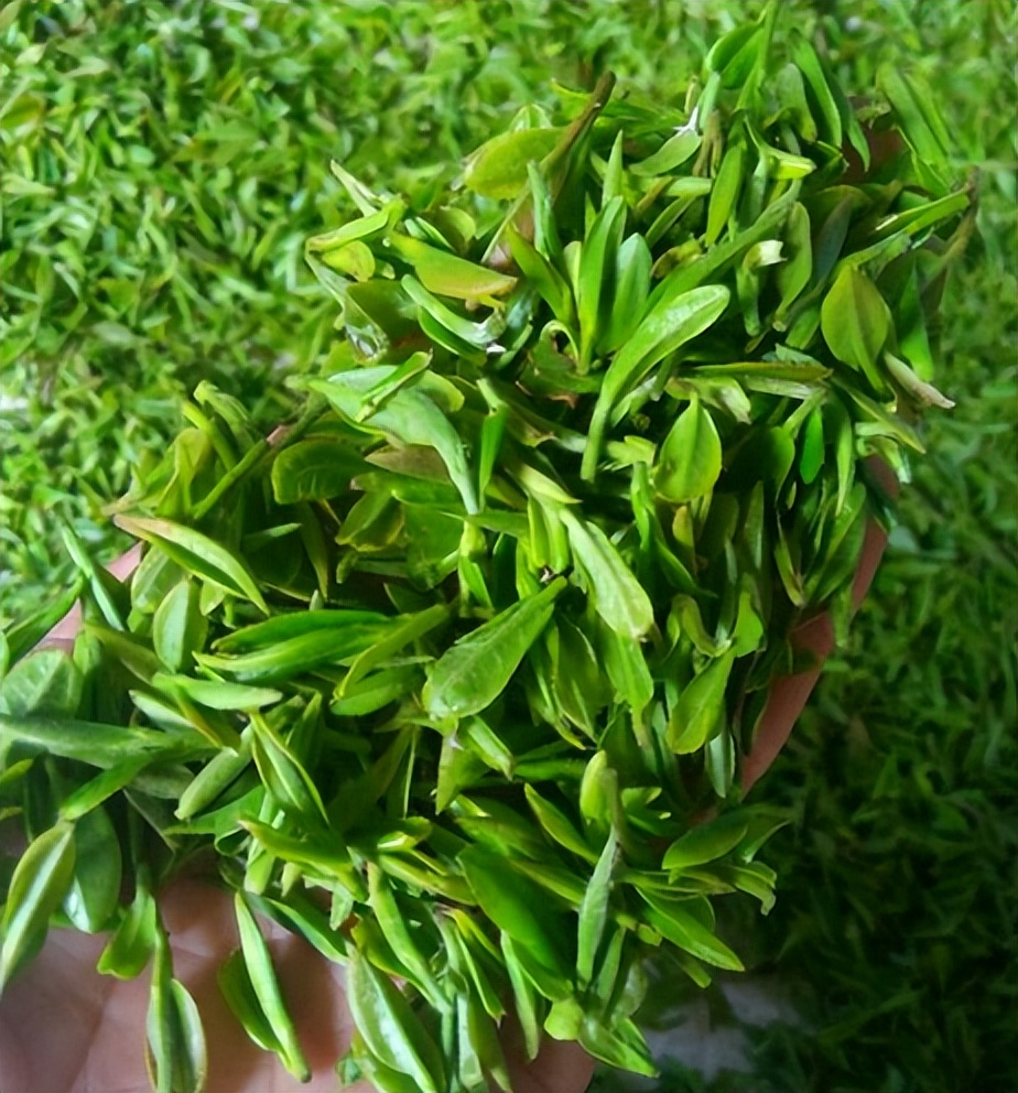 绿茶跟红茶什么季节喝最好,夏季喝绿茶好还是红茶好一点