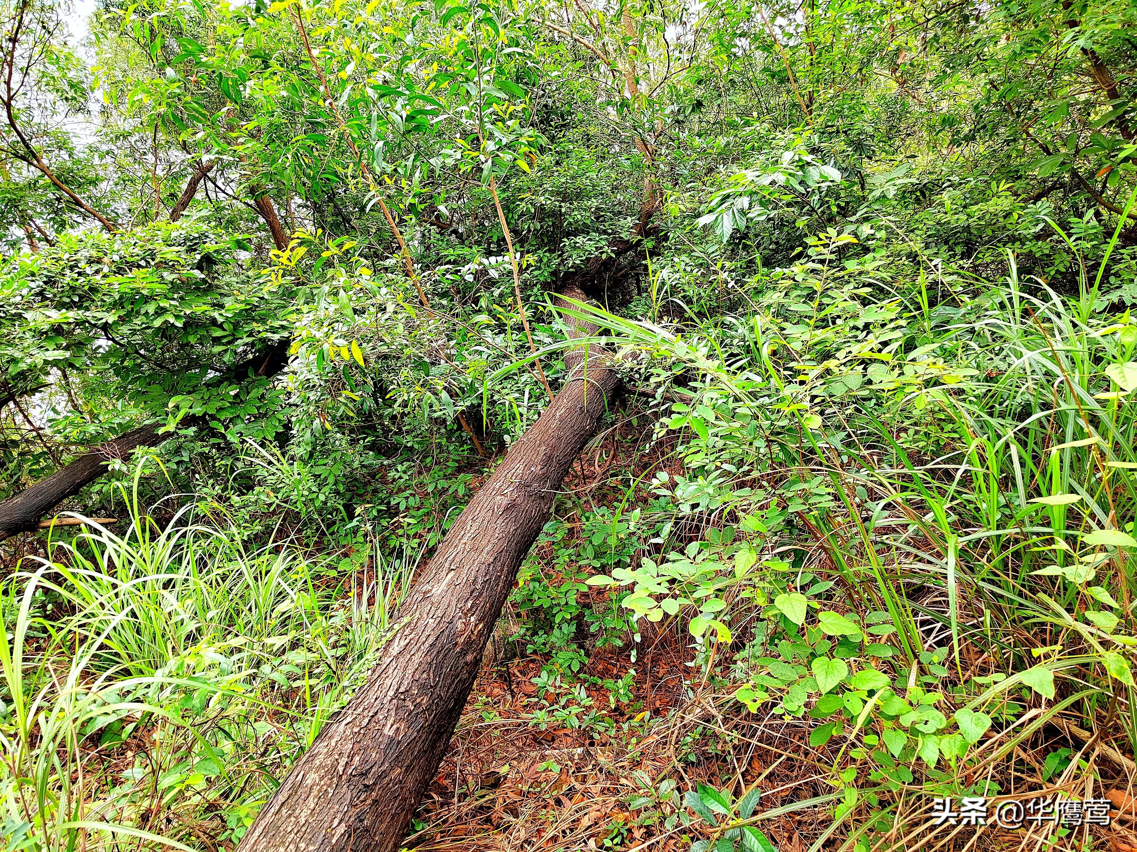 凤岗花园后面的原始森林