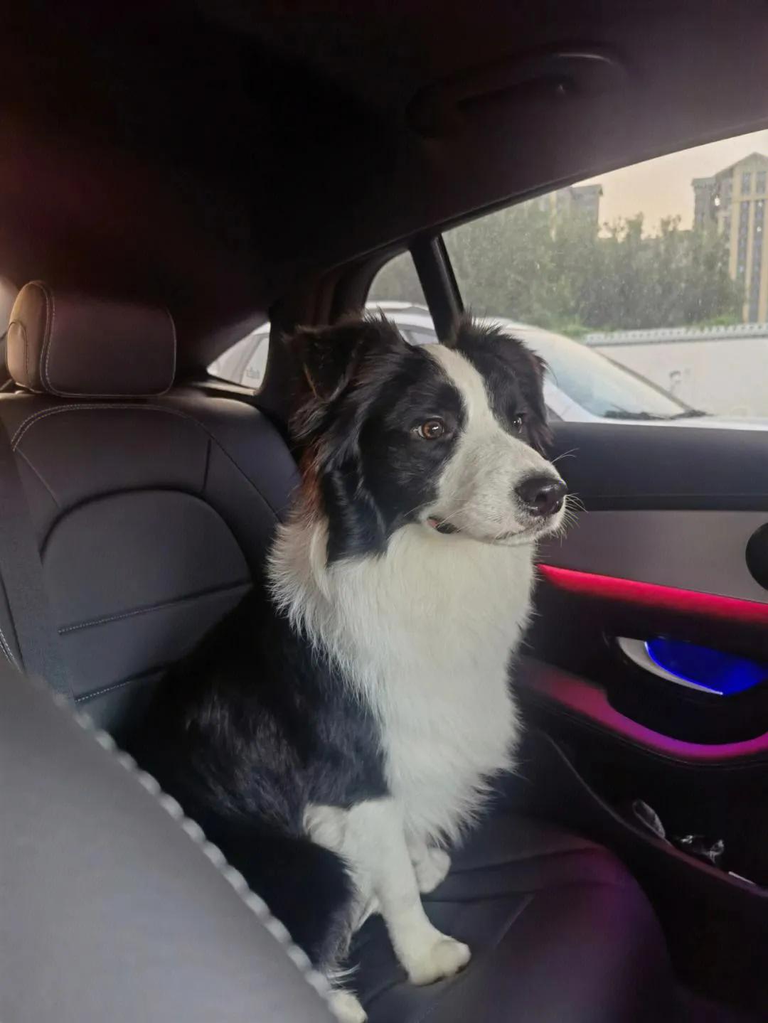 狗狗心脏肥大的症状表现,狗狗心脏肥大引起咳嗽吃什么药