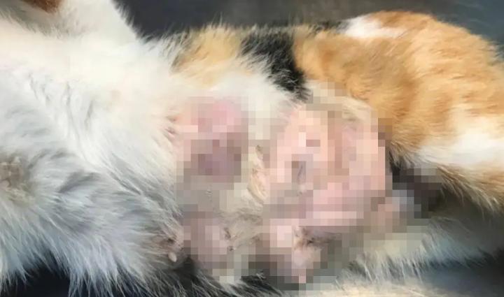 猫咪常见眼病的治疗方法,治疗猫咪常见疾病的几种药