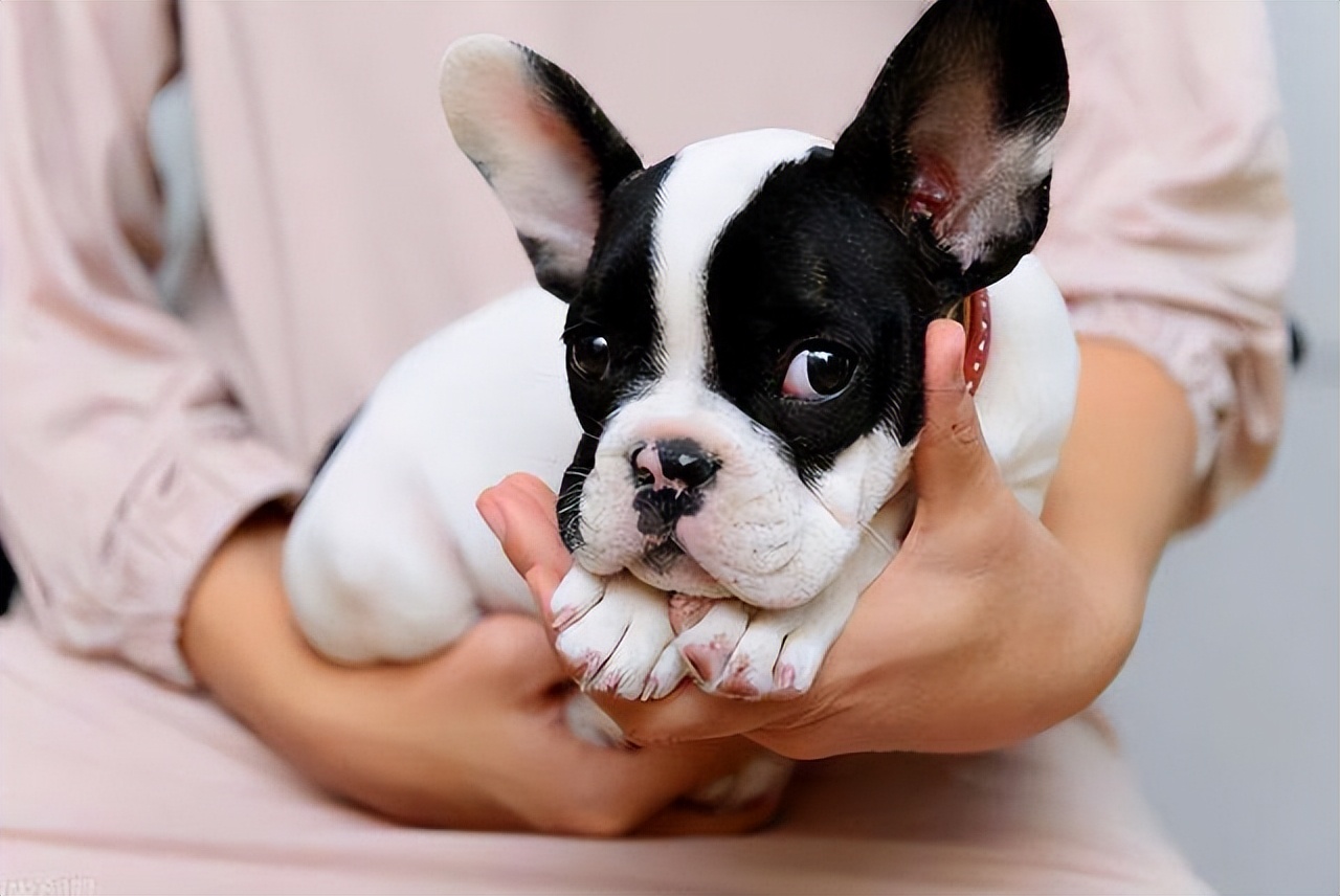 弃养率最高的8种狗,弃养率高的十种狗