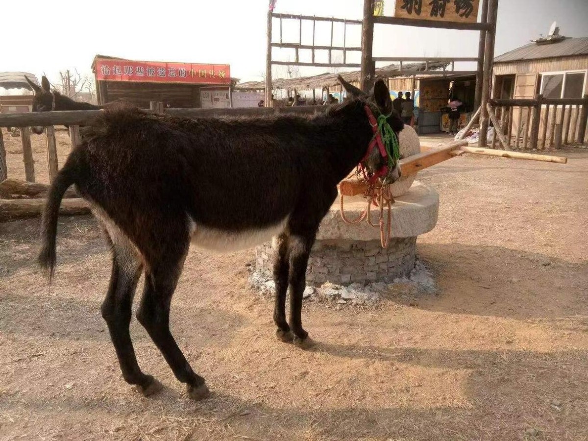 余占鳌真的是莫言的爷爷吗,莫言小说红高粱余占鳌结局